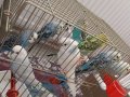 Dişi ve erkek 3-12 aylık ele alışkın evde yetişmiş kuşlar