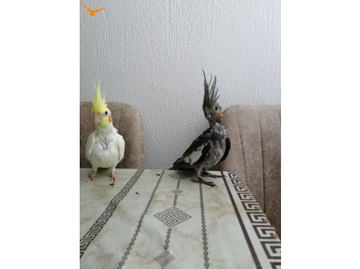 1.5 AYLIK  PAPAĞANLAR (KIRMIZI GÖZ  LUTİNO) 