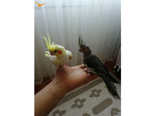 2 AYLIK ELE ALIŞIK SULTAN PAPAĞANLARI ALIP KONUŞTURMALIK