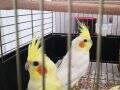 3 aylık Sultan Papağanları