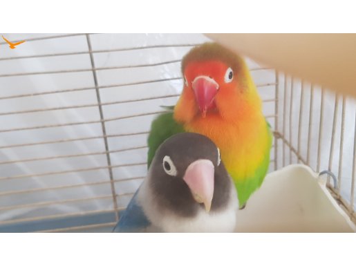 Çift Cennet Papağanı (Normal ve Violet) (Dişi ve Erkek)