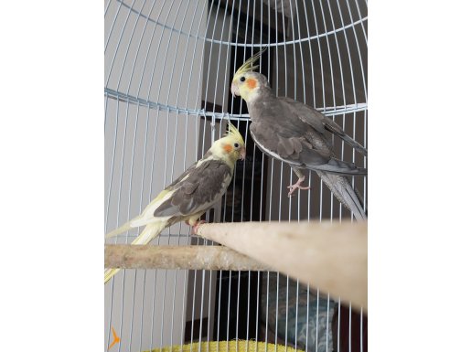 Sultan papağan çift