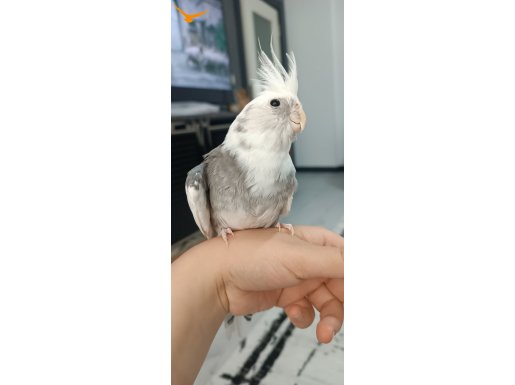 Wifi erkek sultan papağanı 