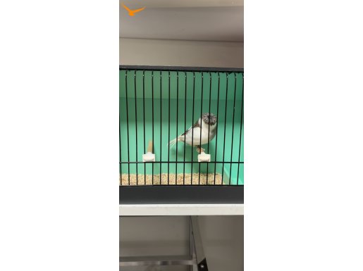 GLOSTER 2025 BİLEZİKLİ YAVRULAR