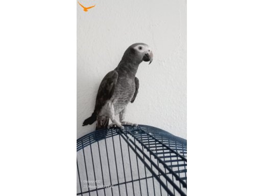 Timneh jako papağanı 8 aylık Erkek 