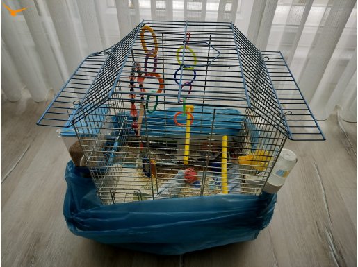 Konuşan muhabbet kuşu çok alışkın