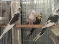 3 yetişkin 1 yavru white face sultan papağanı
