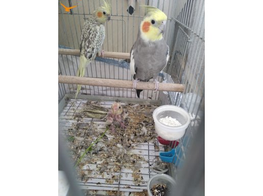 Yavrulu, kafesli, çift sultan papağanı 