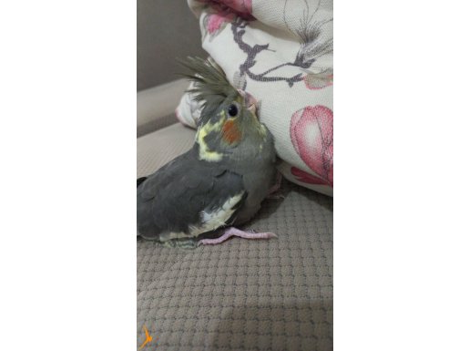 Yeme düşmeye yakın bebek sultanlar