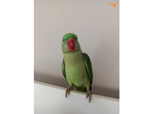 7 AYLİK ALEXANDER ERKEK 