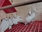 Yavru albino Sultan papağanı