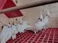 Yavru albino Sultan papağanı