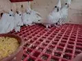 Yavru albino Sultan papağanı