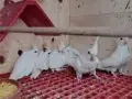 Yavru albino Sultan papağanı