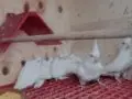 Yavru albino Sultan papağanı