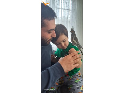 Faik ve safişe yeni yuva,Kafes dahildir