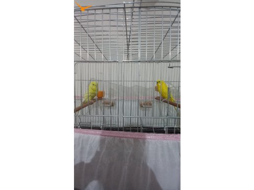 Lutino erkek kırma lutino dişi