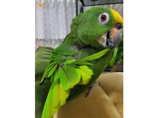 Konuşan Erkek Sağlıklı Bilezikli Amazon Papağanı