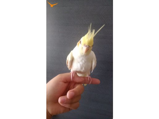 Lutino sultan papağanı 