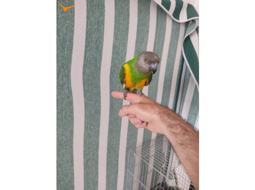 Kapalı bilezik Senegal papağanı