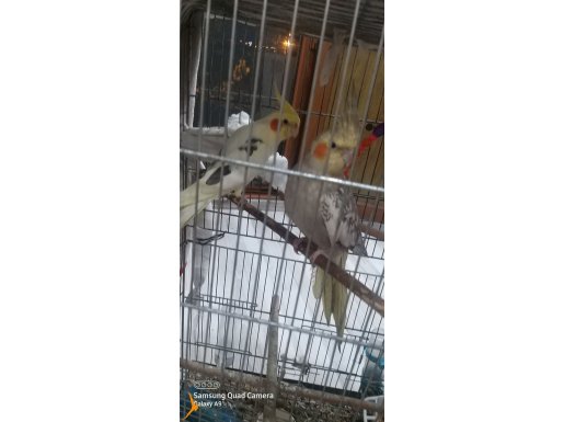 Konuşabilen papağan ele alışkın çocukları çok seviyor 