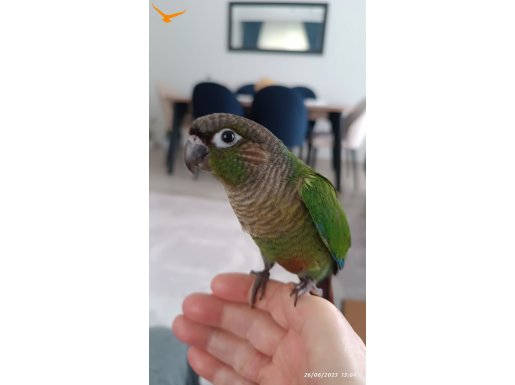 SAHİBİNDEN YAVRU KONUR PAPAĞANI