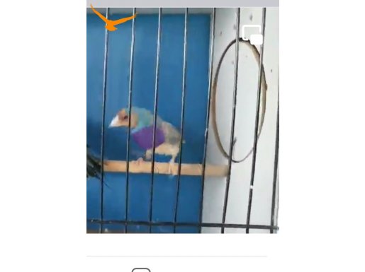 Mor göğüs çift