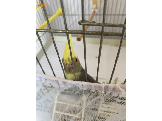Sultan papağanı 2.5 aylık  erkek cinsi 