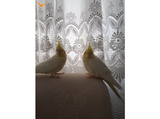 Orijinal lutino eş Sultan papağanı( açıklama yı oku)