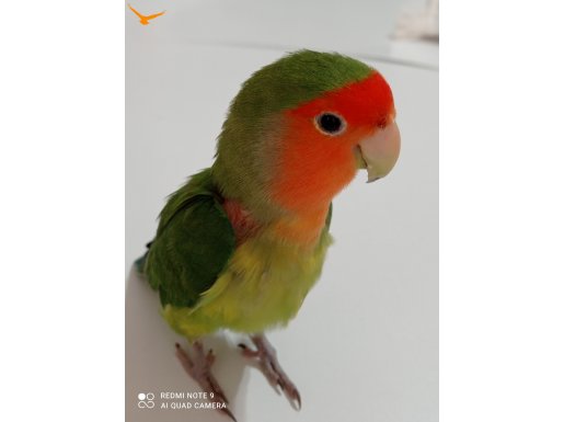 Karpuz 
