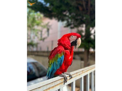 FOTODA ÇALIŞMIS KONUSAN ERKEK 