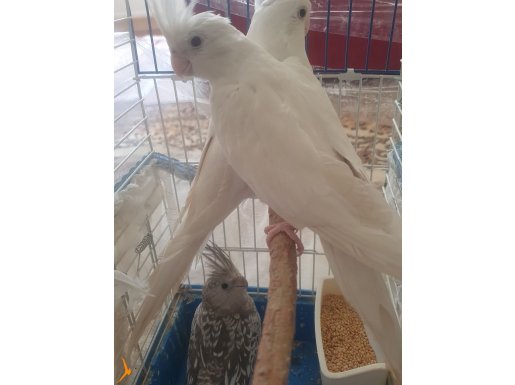 Albino wifi cift satılık 
