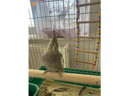 Kafeslyle 6 Aylık Sultan Paapağanı 