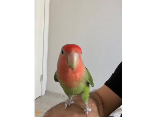 ELE ALIŞIK ERKEK CENNET PAPAĞANI + KAFES