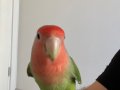 ELE ALIŞIK ERKEK CENNET PAPAĞANI + KAFES