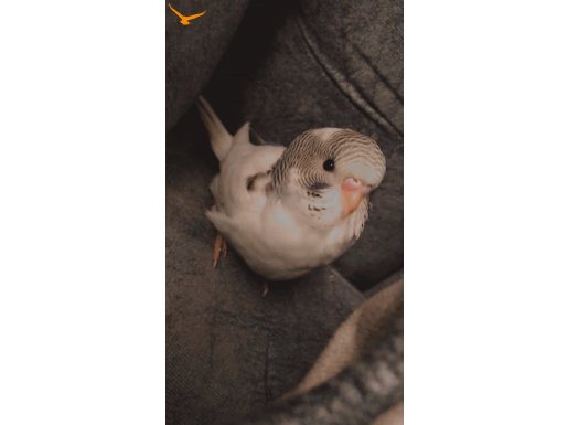 Muhabbet kusu kafesi ile birlikte