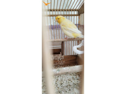 7 adet kanarya