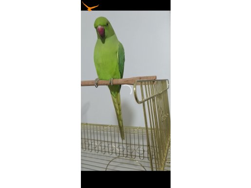 Sahibinden çok tatlı erkek pakistan kafesi ile beraber
