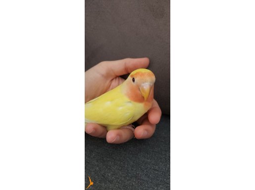 2.5  Aylık Sevecen Cennet Papağanı 