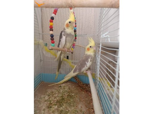 75 günlük pied lutuno yavrular gayet sağlıklı canlı kuşşlar
