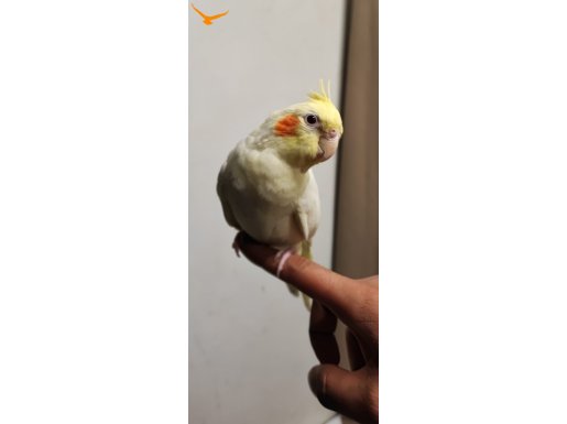 Pied lutuno harika yavrular 