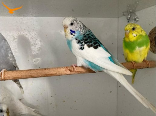 Yavru ve hazır takım muhabbet kuşları 