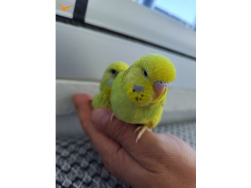 Ev üretimi Bebek muhabbet kuşları 