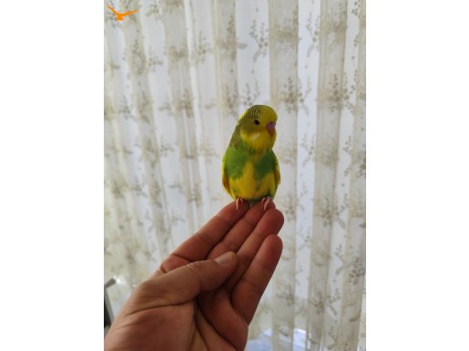 Jumbo muhabbet kuşu yavruları 