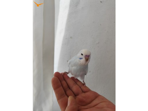 Konuşturmaya ve alıştırmaya yavru muhabbet kuşları 