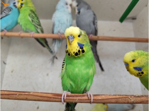 Jumbo Erkek ve dişi muhabbet kuşları 