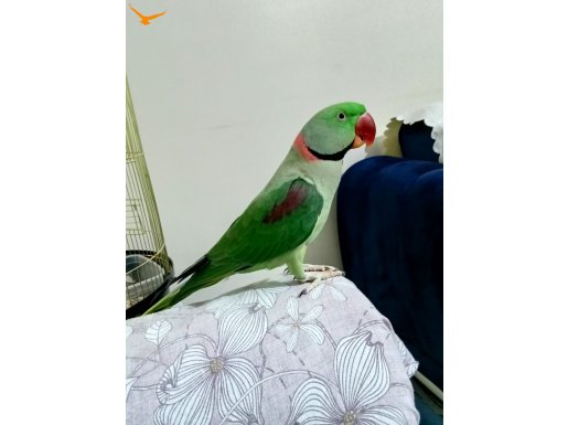 İskender Papagani evcil Erkek