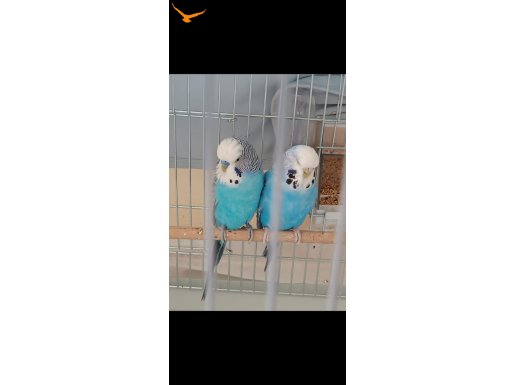 JUMBO MUHABBET KUSU çifti PAZARLIK  Vardır
