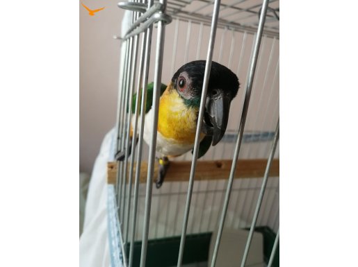 Kayık papağanı (Caique) 