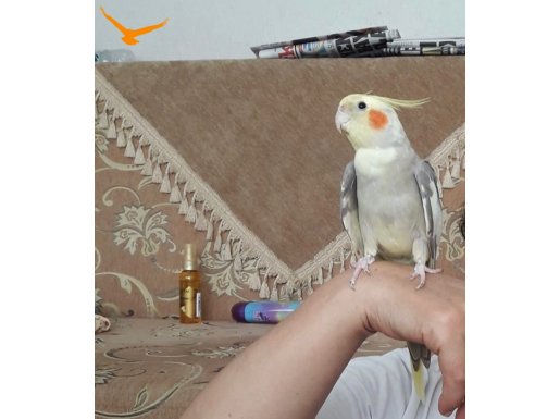 KONUŞAN YETİŞKİN SULTAN PAPAĞANI ERKEK 2 YAŞINDA